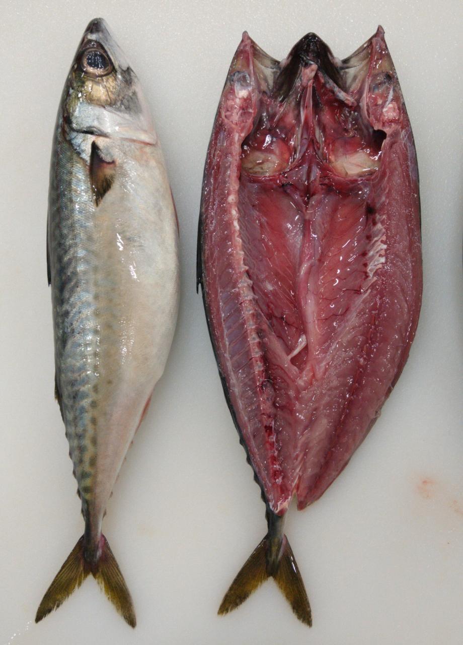 Pacific Mackerel